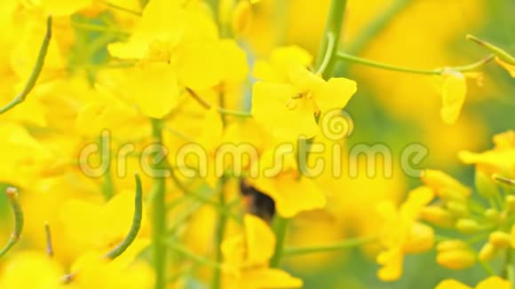 一株盛开的黄色油菜花与大黄蜂的特写视频的预览图