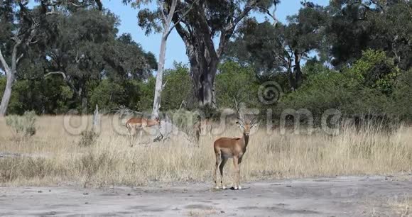 非洲羚羊纳米比亚野生动物狩猎视频的预览图