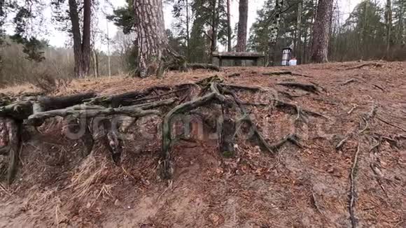 拉脱维亚里加市去年的树根和树叶公园视频的预览图