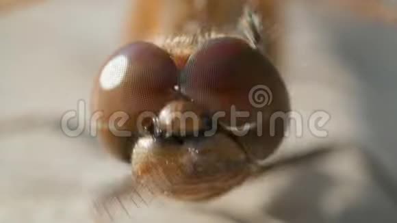 棕色蜻蜓的大眼睛视频的预览图