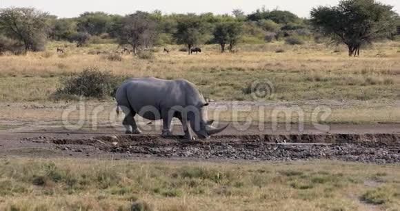 非洲博茨瓦纳白犀牛视频的预览图
