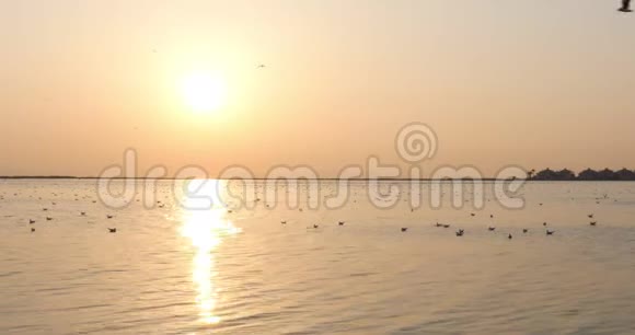 日落时海鸥飞翔的宁静景象视频的预览图