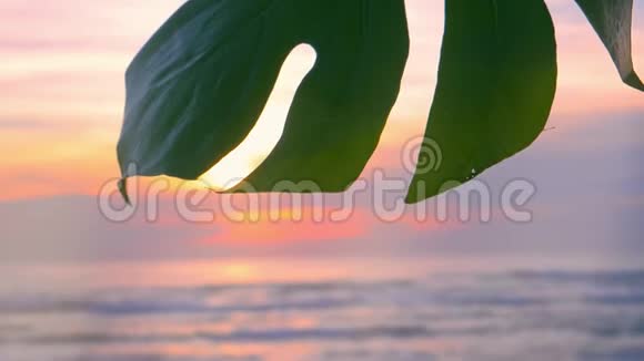 美丽的夕阳下的热带海滩海滩上的一种植物视频的预览图