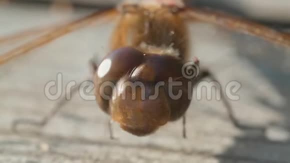 棕色蜻蜓的大眼睛视频的预览图
