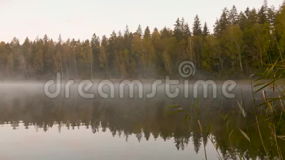秋林旁湖上晨雾视频的预览图