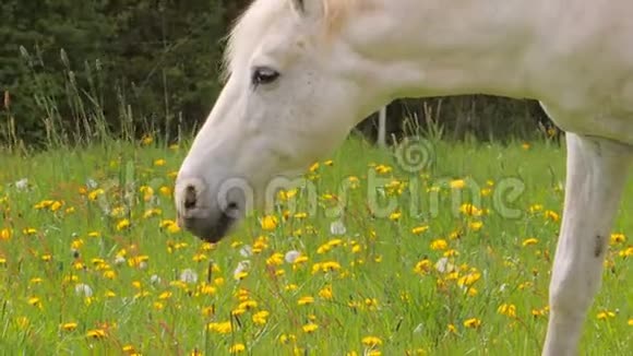 春天白牧马带着蒲公英在草地上散步视频的预览图