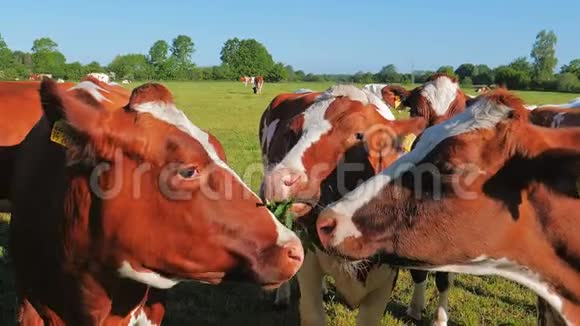 草地上的牛群有蓝天的乡村景观视频的预览图