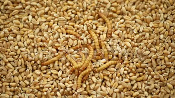 粉虫幼虫黄粉虫害虫幼虫白色在谷类小麦大麦谷类燕麦上暗甲虫视频的预览图
