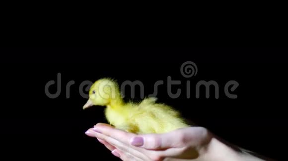 特写双手接住一只落下的小黄鸭在黑暗中在黑色的背景上在光线下视频的预览图