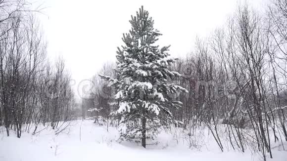 树间下雪美丽的大雪纷飞视频的预览图