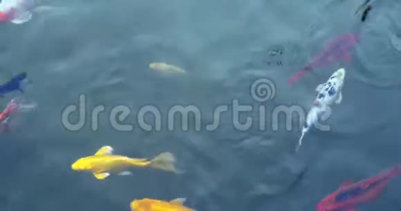 在池塘游泳的五颜六色的锦鲤鱼的俯视图视频的预览图