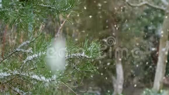 雪落在松枝的背景上视频的预览图