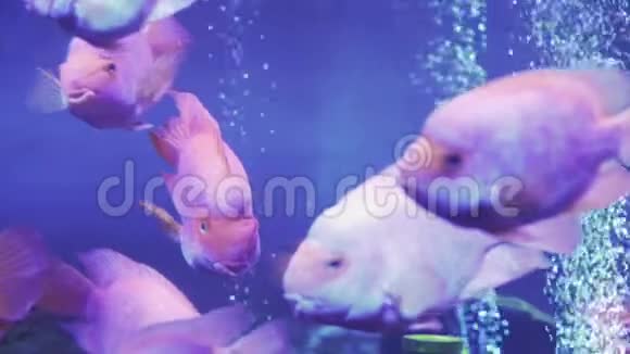 血鹦鹉或鹦鹉水中的大红鱼靠近一条鱼游泳双鱼座游泳视频的预览图