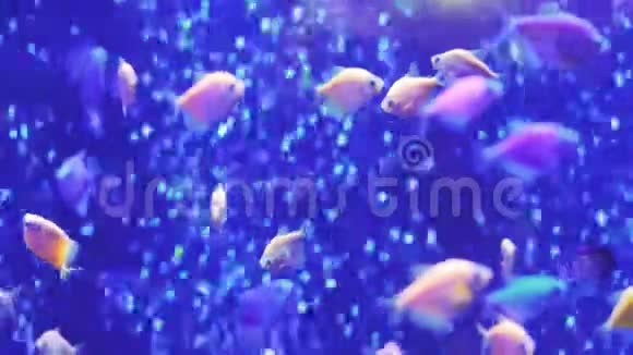 装饰鱼在水族馆里用蓝色的水游泳水下生物双鱼座的背景参观鱼缸视频的预览图