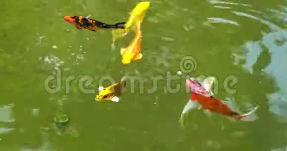 五颜六色的鱼在人工池塘里游泳视频的预览图
