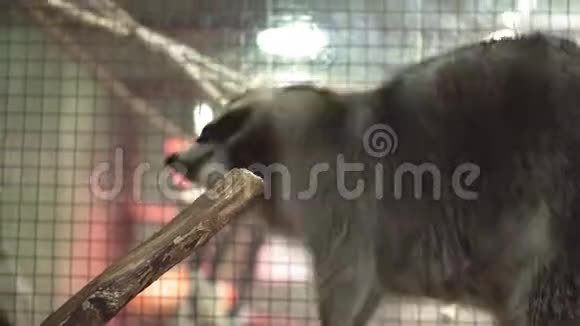 在动物园里用石头休息的可爱的浣熊特写镜头视频的预览图