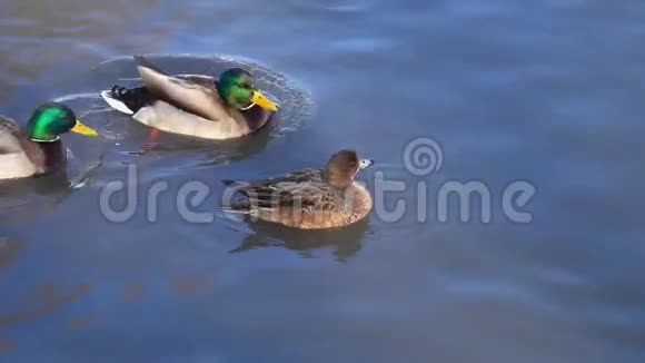 鸭子欧亚鸽子或寡妇马雷卡佩内洛普女性威鸽在马拉德公仔附近的水里游泳视频的预览图