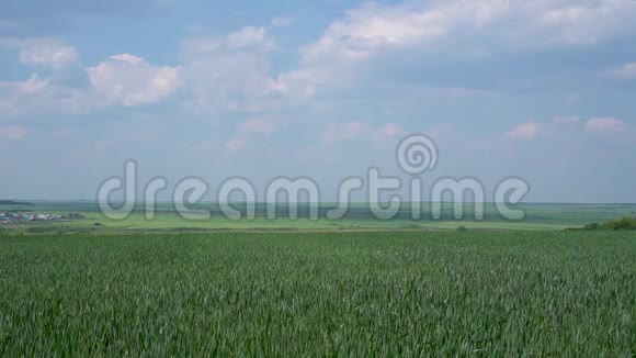 晴朗的晴天绿黑麦田在远处你可以看到村庄的房子乡村景观蓝天视频的预览图
