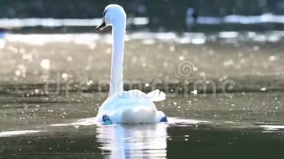 英国斯塔福德郡特伦特的斯托克湖上一对白色静音天鹅在游泳视频的预览图