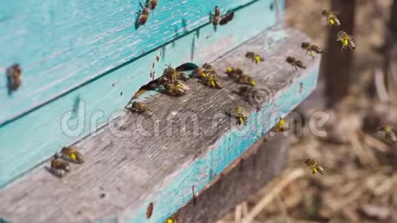 工作蜜蜂用爪子把花花粉带到蜂巢的特写镜头蜂蜜是一种养蜂产品蜜蜂视频的预览图