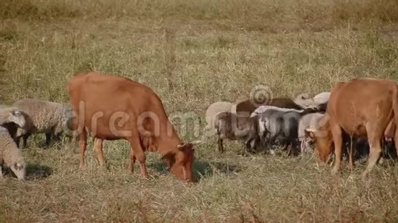 在草地上放牧和吃草把农场里的羊和牛关起来视频的预览图