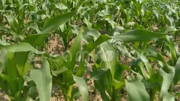 绿色的玉米田风在农场花园里吹来尼泊尔的玉米绿叶视频的预览图