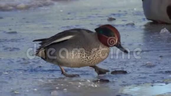 鸭欧亚茶或普通茶雄性小鸭子浮在水面上沿着冰的边缘走视频的预览图