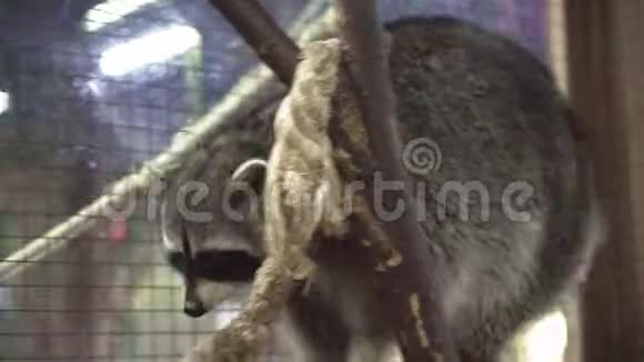 在动物园里用石头休息的可爱的浣熊特写镜头视频的预览图
