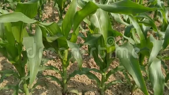 绿色的玉米田风在农场花园里吹来尼泊尔的玉米绿叶视频的预览图