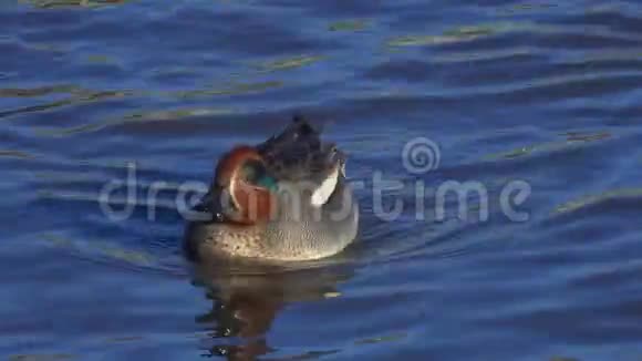 鸭欧亚茶或普通茶雄性小提尔在野鸭中游泳蓝天映在水中视频的预览图