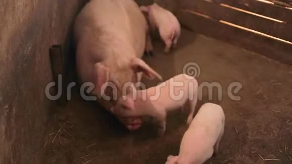 一头巨大的猪躺在牲畜场的围场里小猪在旁边跑来跑去视频的预览图