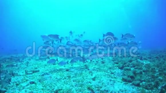 费尔南多德诺罗尼亚岛水下视频的预览图