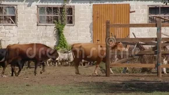 羊群和奶牛进入牲畜场的街道围场视频的预览图