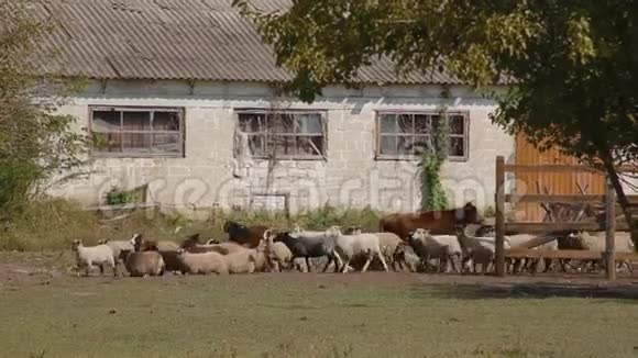 羊群从围场里出来围场附近也有牛视频的预览图