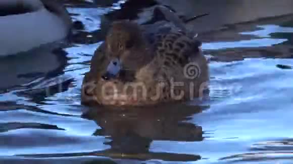 鸭子欧亚鸽子或寡妇马雷卡佩内洛普女性鸽子漂浮在水中的野鸭视频的预览图