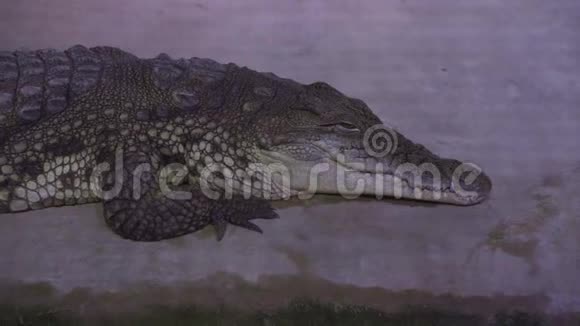 沉睡的尼罗河鳄鱼快关门双鱼在水族馆里游泳视频的预览图
