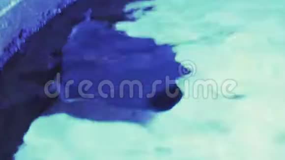 在深蓝色的大海中漫步靠近一条鱼游泳参观鱼缸双鱼在水族馆里游泳一个池塘视频的预览图