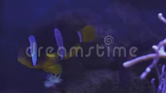 尼莫小丑鱼在海葵的彩色健康珊瑚礁海葵鱼尼莫夫妇在水下游泳水肺视频的预览图