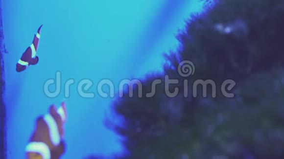 尼莫小丑鱼在海葵的彩色健康珊瑚礁海葵鱼尼莫夫妇在水下游泳水肺视频的预览图