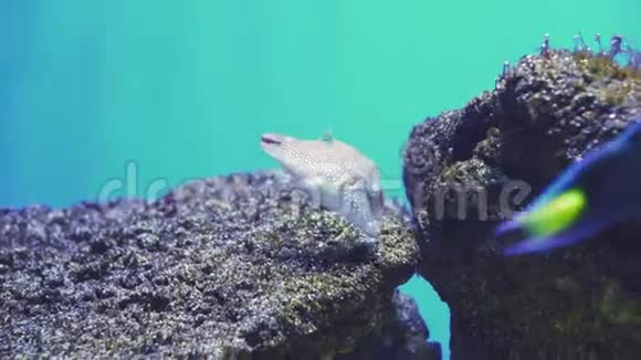 有白斑的河豚短吻蜘蛛的特写眼睛张开的嘴移动的鳍镜头跟随鱼水族馆视频的预览图