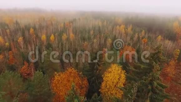 飞过秋林轻雾五颜六色的叶子视频的预览图