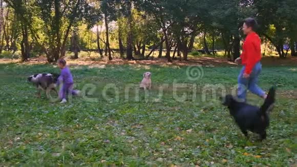 一家人带着四只狗在公园散步视频的预览图