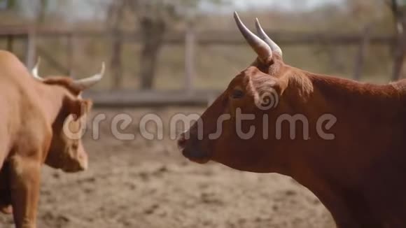 合上令人惊叹的红牛把头转向相机和低点视频的预览图