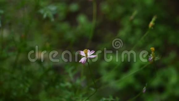 雨天山上美丽的宇宙花田视频的预览图