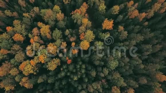 壮观的无人机镜头俯视着秋天的森林视频的预览图