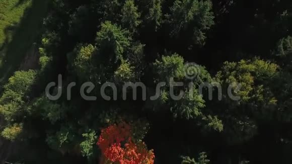 正上方飞过一棵红黄色的树在绿中间视频的预览图