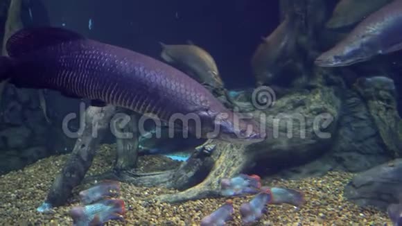 在亚马逊流域发现的一种巨大的淡水鱼视频的预览图