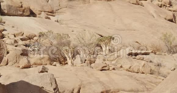 在埃隆戈山附近的岩石之间生长着一些沙漠植物视频的预览图