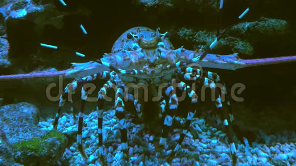 紫龙虾太平洋和印度洋的居民美丽的装饰大型水族馆视频的预览图