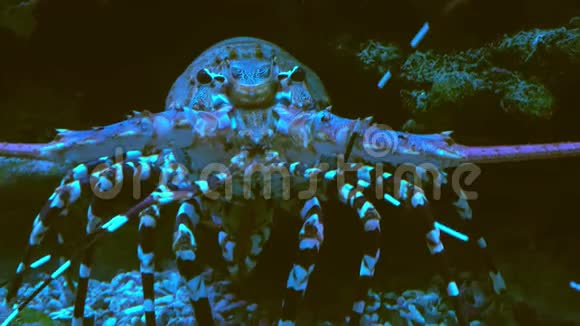 紫龙虾太平洋和印度洋的居民美丽的装饰大型水族馆视频的预览图